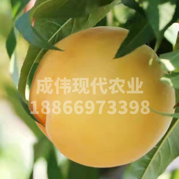 綿繡黃桃