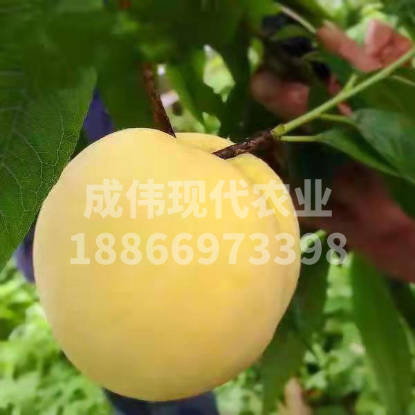 哪裏賣黃金蜜x桃