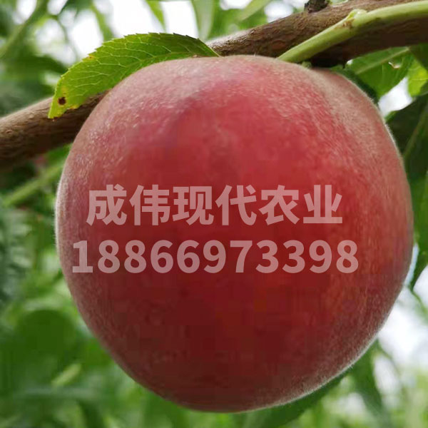 貴妃血桃