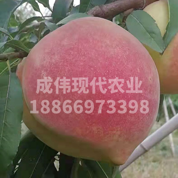 哪裏賣紅仙脆桃