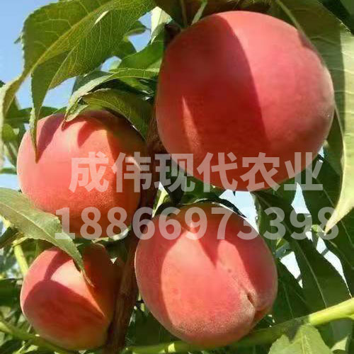 中桃紅玉