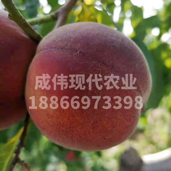 春之紅毛桃