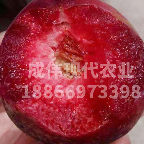 天仙紅血桃