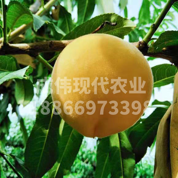 錦香黃桃