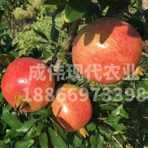 ​突尼斯軟籽石榴價格
