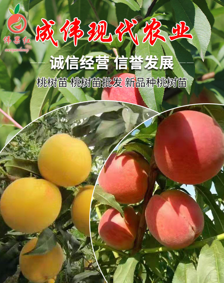 山東成偉現代農業科技有限公司 